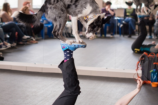 8-9 апреля состоялся семинар «Баланс и трюковая дрессировка собак»